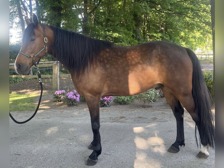 Trottatore Tedesco Castrone 7 Anni 159 cm Baio in Warendorf