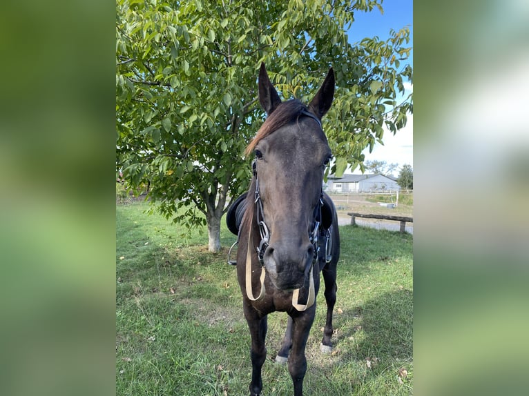 Trottatore Tedesco Castrone 7 Anni 160 cm Morello in Neuenhagen