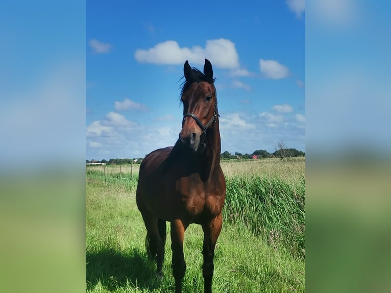 Trottatore Tedesco Castrone 7 Anni 161 cm Baio in Cuxhaven