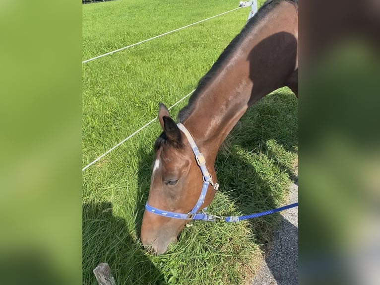 Trottatore Tedesco Castrone 7 Anni 164 cm Baio in Rosenheim