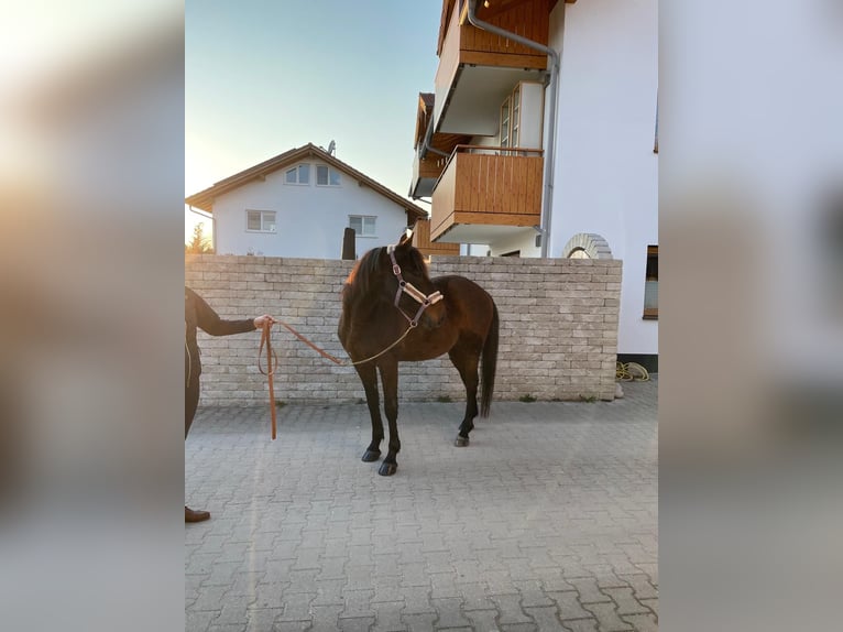 Trottatore Tedesco Castrone 8 Anni 160 cm Baio in Bruckmühl