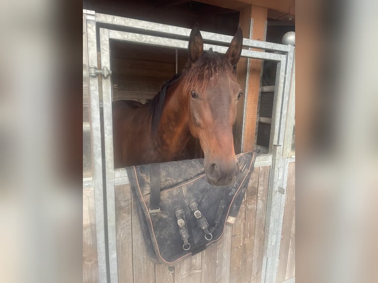 Trottatore Tedesco Castrone 8 Anni 160 cm Baio in Bruckmühl