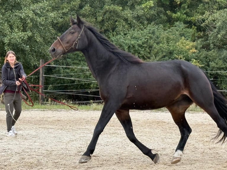 Trottatore Tedesco Castrone 8 Anni 163 cm Baio scuro in Mülheim an der Ruhr