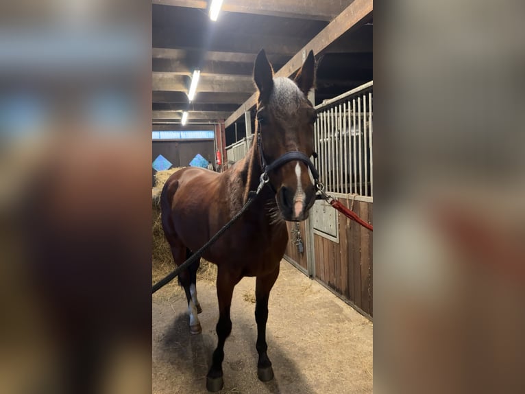 Trottatore Tedesco Castrone 8 Anni 165 cm Baio chiaro in Horstedt