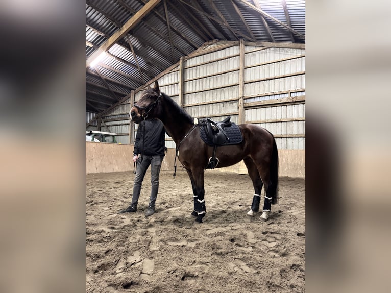 Trottatore Tedesco Castrone 8 Anni 165 cm Baio chiaro in Horstedt