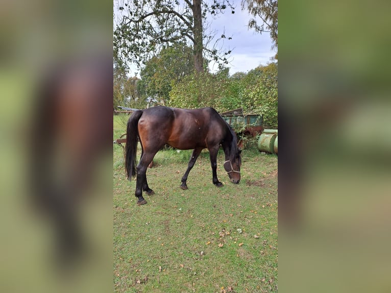 Trottatore Tedesco Castrone 8 Anni 165 cm Baio scuro in Steyerberg