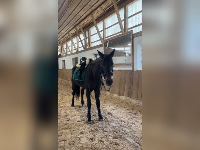 Trottatore Tedesco Castrone 9 Anni 160 cm Baio scuro in Kirchdorf an der Amper