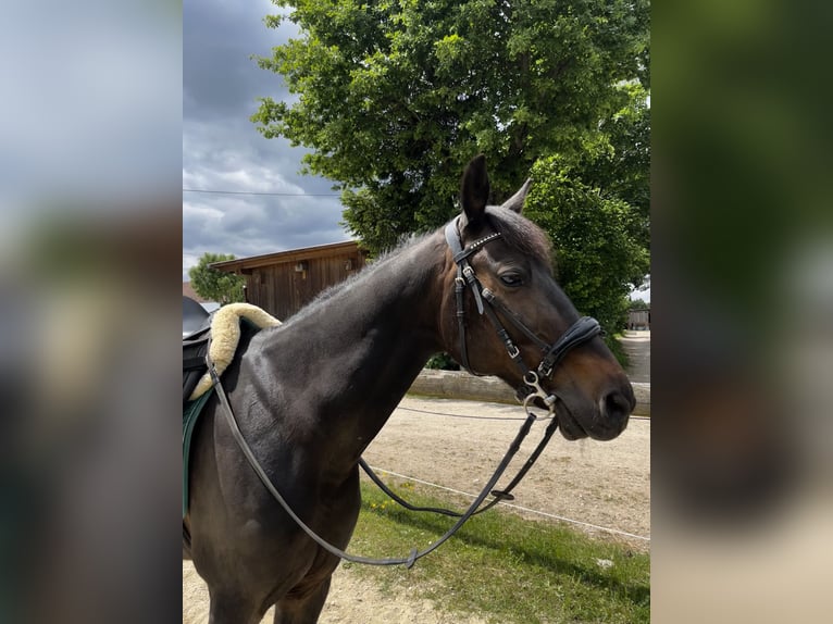 Trottatore Tedesco Castrone 9 Anni 160 cm Baio scuro in Kirchdorf an der Amper