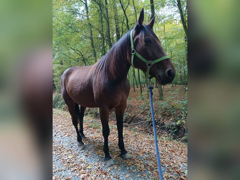 Trottatore Tedesco Giumenta 10 Anni 170 cm Baio in Ottenbüttel