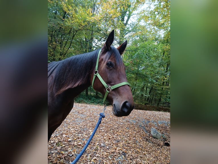 Trottatore Tedesco Giumenta 10 Anni 170 cm Baio in Ottenbüttel