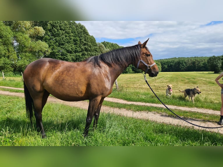 Trottatore Tedesco Giumenta 11 Anni 154 cm Baio in Thyrow
