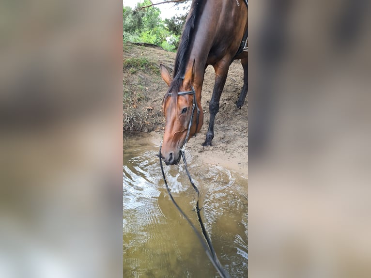 Trottatore Tedesco Giumenta 11 Anni 154 cm Baio in Thyrow