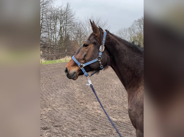 Trottatore Tedesco Giumenta 11 Anni 154 cm Baio in Thyrow