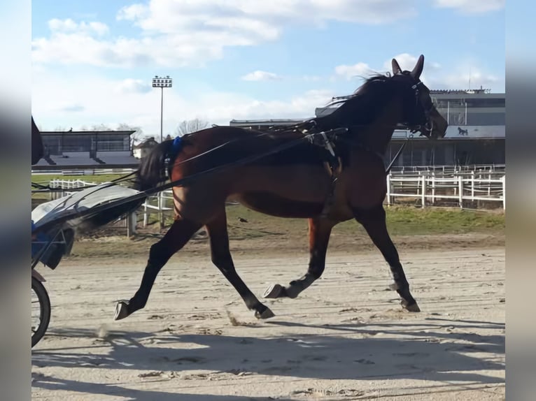 Trottatore Tedesco Giumenta 11 Anni 160 cm Baio in Havelberg