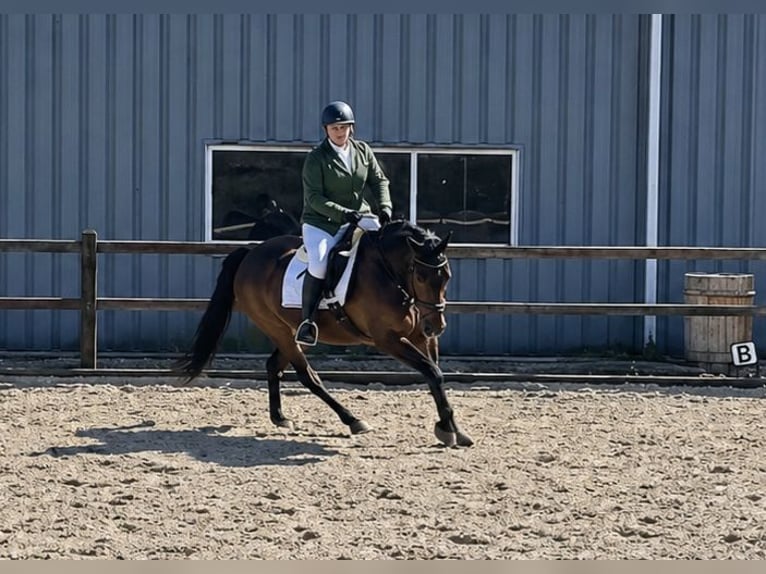 Trottatore Tedesco Giumenta 11 Anni 162 cm Baio in Pieterburen