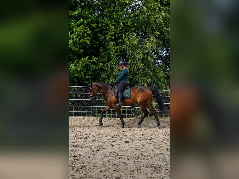 Trottatore Tedesco Giumenta 11 Anni 162 cm Baio in Pieterburen