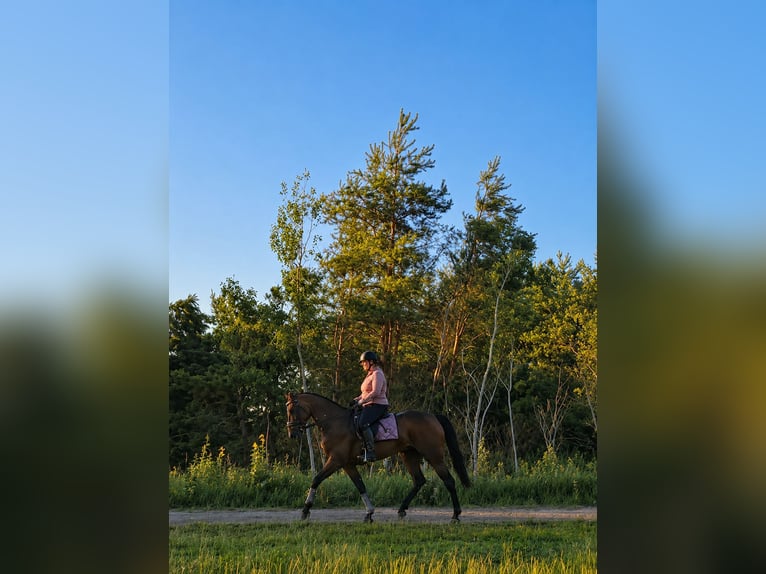 Trottatore Tedesco Giumenta 11 Anni 162 cm Baio in Pieterburen