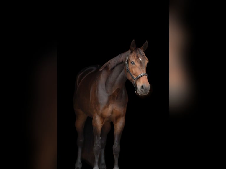 Trottatore Tedesco Giumenta 11 Anni 162 cm Baio in Pieterburen