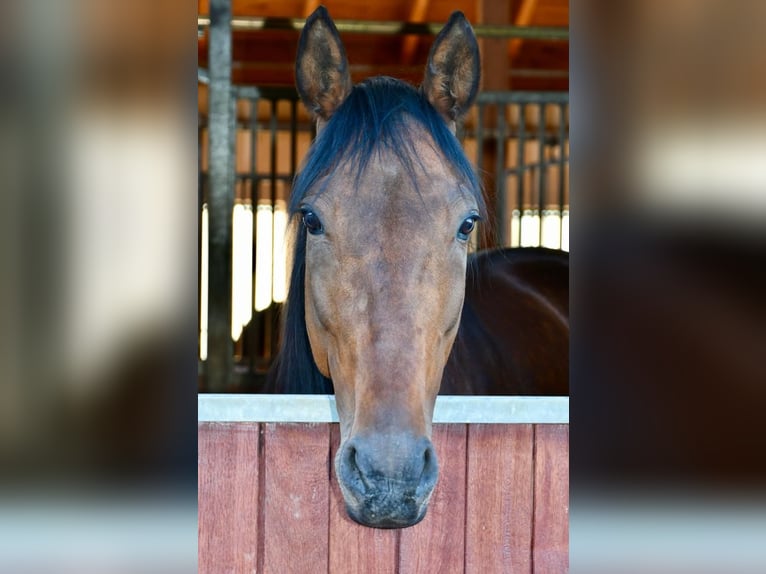 Trottatore Tedesco Giumenta 11 Anni 165 cm Baio in Schweitenkirchen