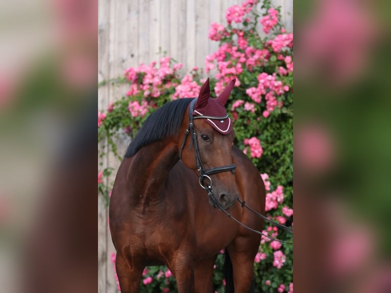 Trottatore Tedesco Giumenta 11 Anni 165 cm Baio in Schweitenkirchen