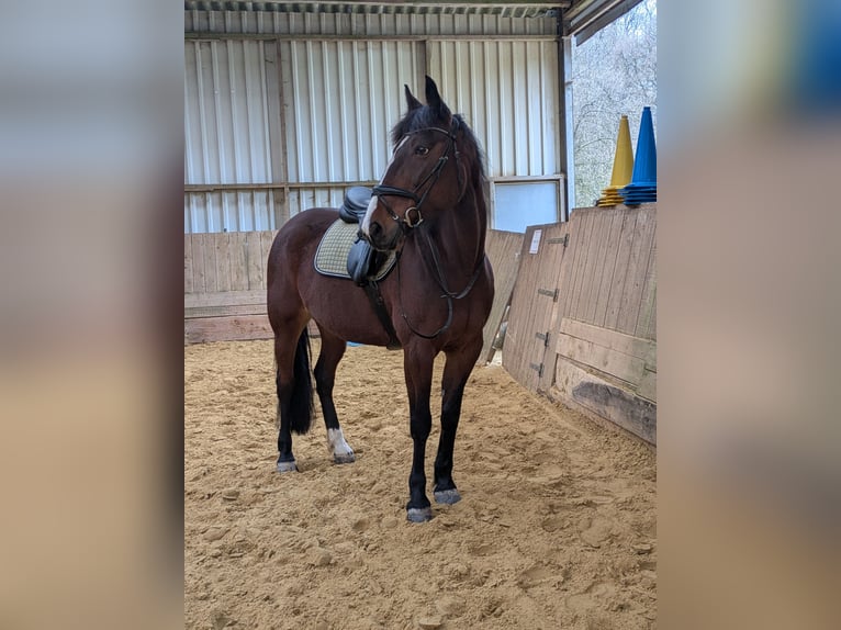 Trottatore Tedesco Giumenta 13 Anni 160 cm Baio in Engelskirchen