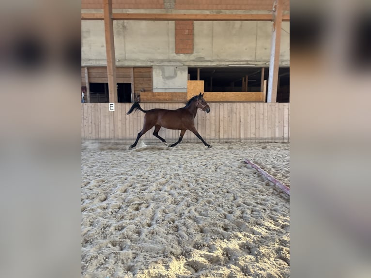 Trottatore Tedesco Giumenta 15 Anni 154 cm Baio in Tann