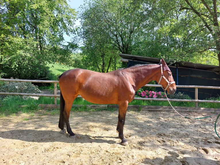 Trottatore Tedesco Giumenta 16 Anni 163 cm Baio in Neuenrade