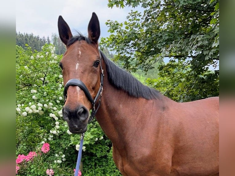 Trottatore Tedesco Giumenta 16 Anni 163 cm Baio in Neuenrade