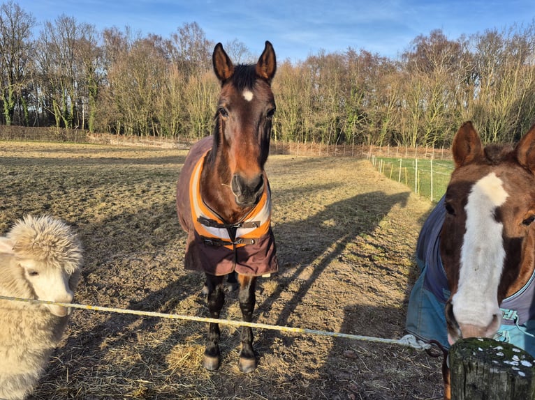 Trottatore Tedesco Giumenta 16 Anni Baio in Schinveld