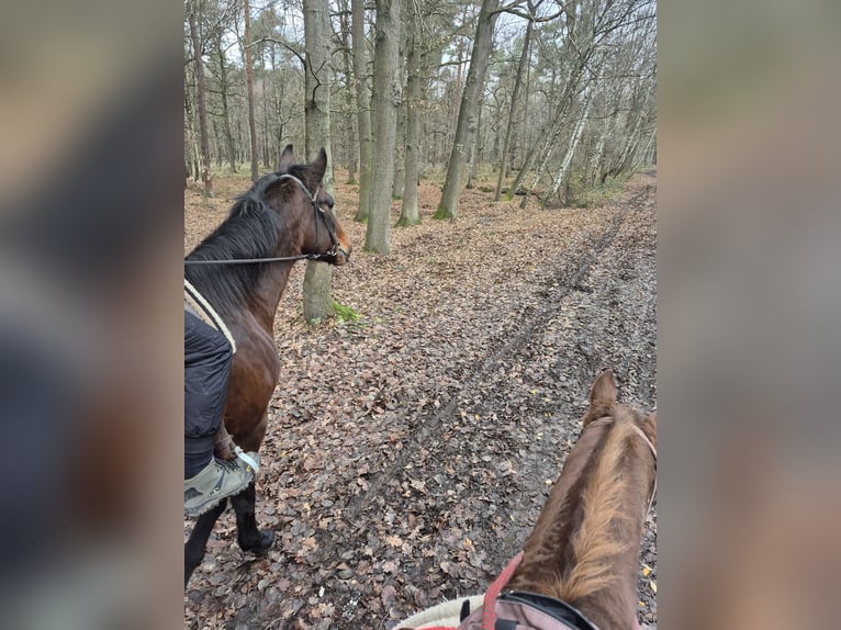 Trottatore Tedesco Giumenta 16 Anni Baio in Schinveld