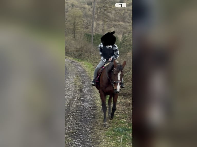 Trottatore Tedesco Giumenta 17 Anni 165 cm Baio in Bad Ems