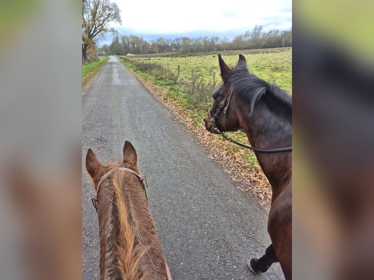 Trottatore Tedesco Giumenta 17 Anni Baio in Schinveld