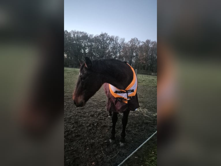 Trottatore Tedesco Giumenta 17 Anni  in Schinveld