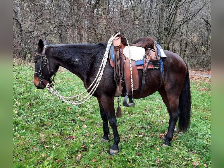 Trottatore Tedesco Giumenta 18 Anni 160 cm Baio in Wehr