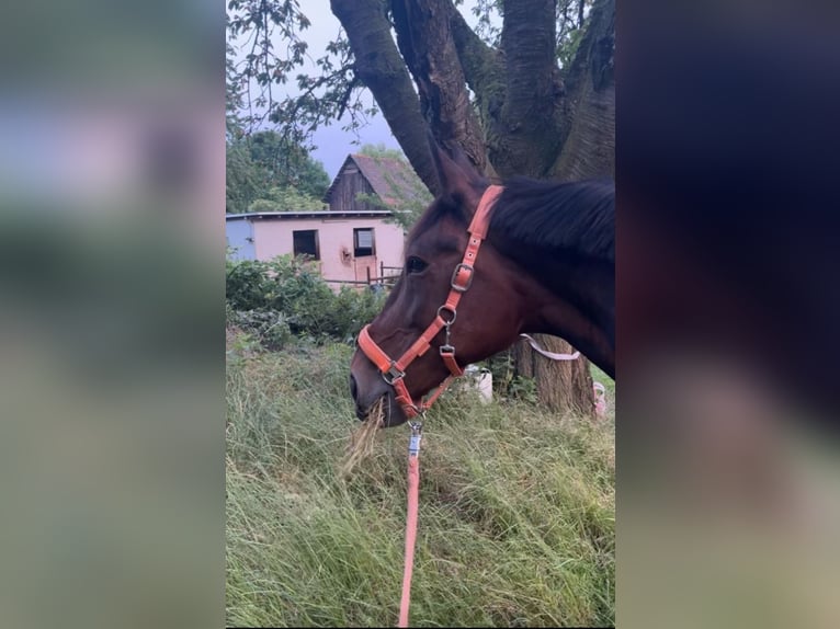 Trottatore Tedesco Giumenta 18 Anni 172 cm Baio scuro in Herne