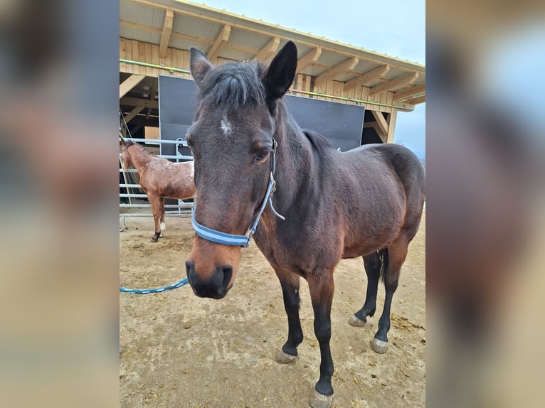 Trottatore Tedesco Giumenta 19 Anni 153 cm Baio in Attnang-Puchheim