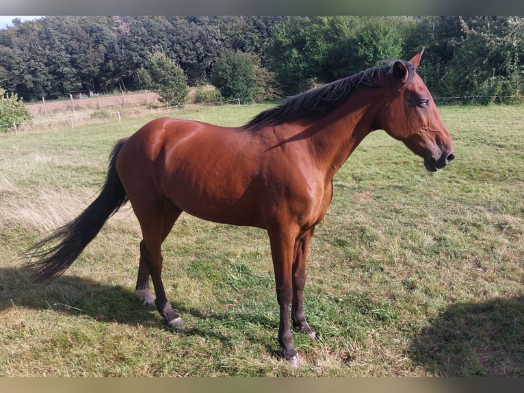 Trottatore Tedesco Giumenta 20 Anni 162 cm Baio in Eschwege