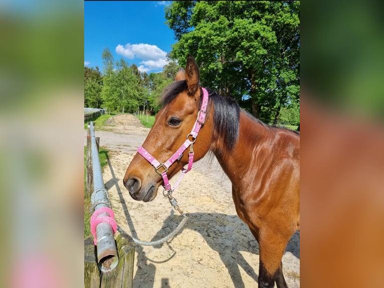 Trottatore Tedesco Giumenta 21 Anni 160 cm Baio in Vollersode