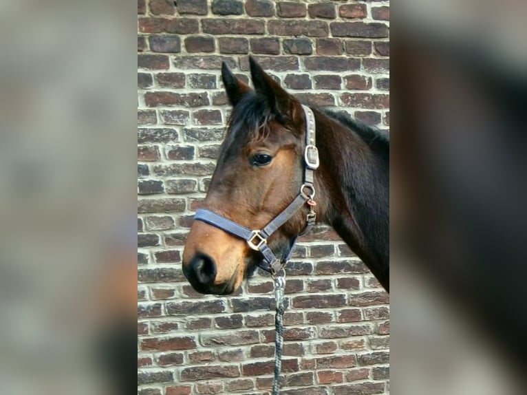 Trottatore Tedesco Giumenta 2 Anni Baio in Marl