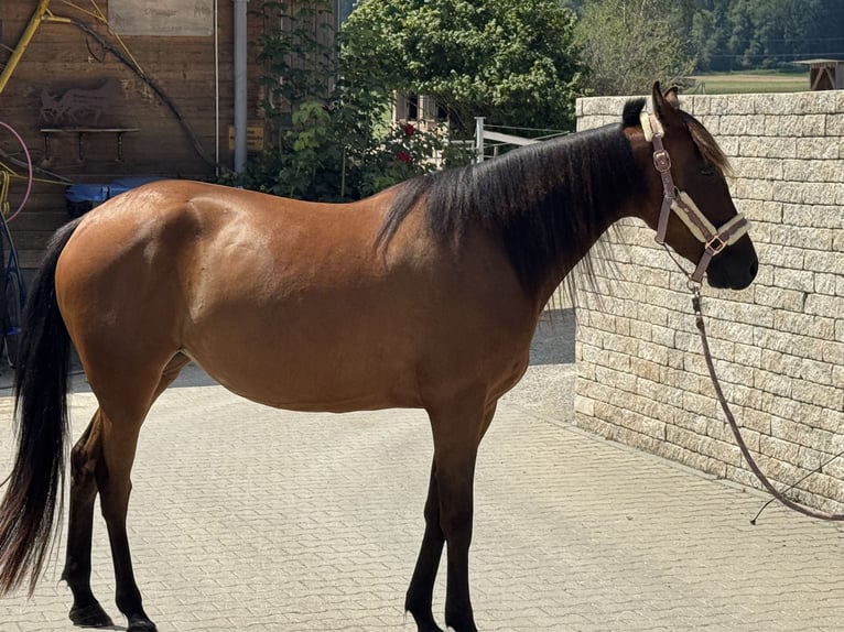 Trottatore Tedesco Giumenta 3 Anni 153 cm Baio in Bruckmühl