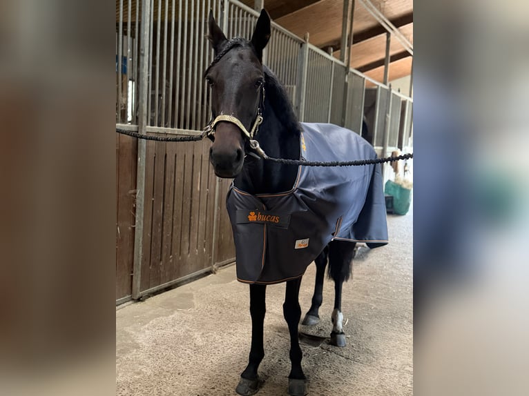 Trottatore Tedesco Giumenta 6 Anni 155 cm Baio scuro in Bochum