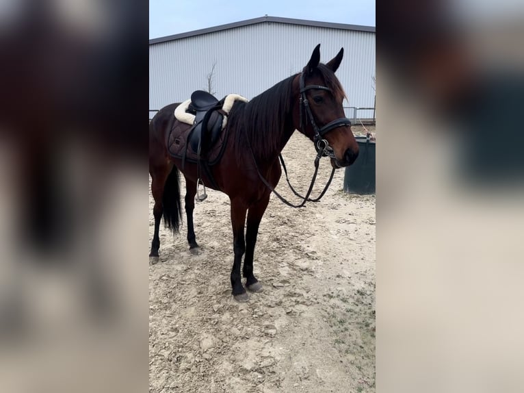 Trottatore Tedesco Giumenta 7 Anni 149 cm Baio in Goch
