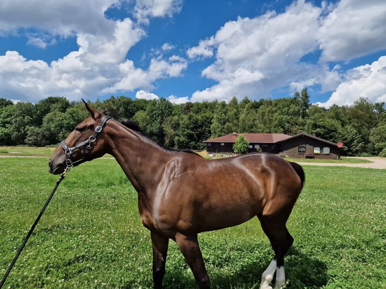 Trottatore Tedesco Giumenta 7 Anni Baio in Castrop-Rauxel