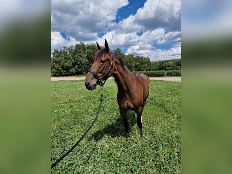 Trottatore Tedesco Giumenta 7 Anni Baio in Castrop-Rauxel