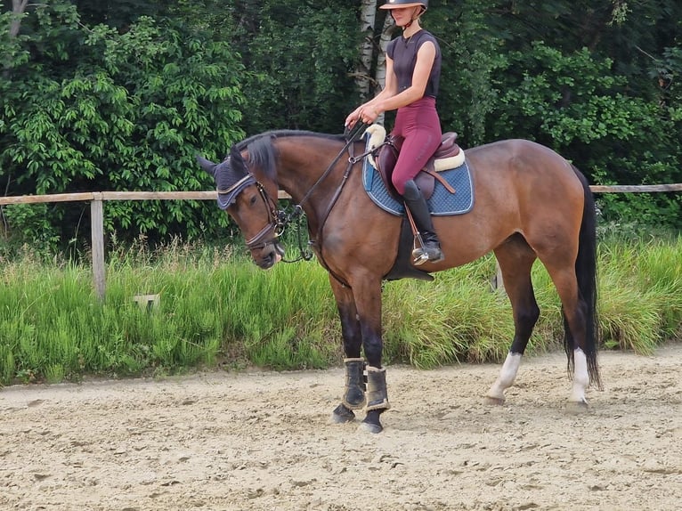 Trottatore Tedesco Giumenta 7 Anni Baio in Castrop-Rauxel