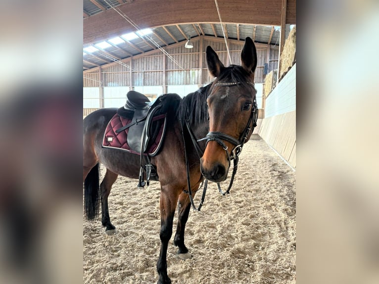 Trottatore Tedesco Giumenta 8 Anni 156 cm Baio in Eppelheim