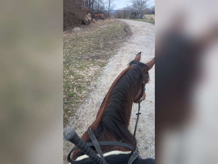 Trottatore Tedesco Giumenta 8 Anni 162 cm Baio in Pähl