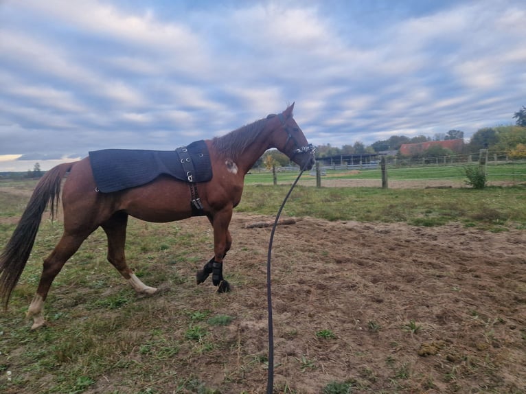 Trottatore Tedesco Giumenta 8 Anni 164 cm Sauro in Beelitz