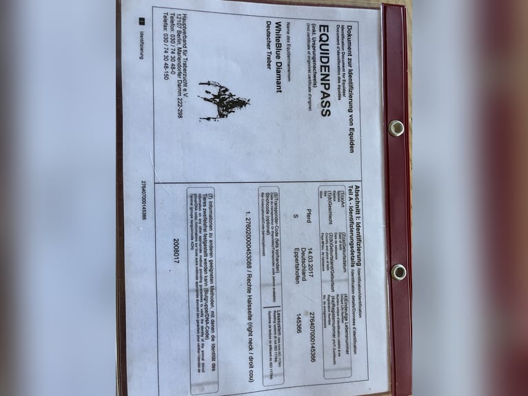 Trottatore Tedesco Giumenta 8 Anni 165 cm Baio in EurasburgEurasburg