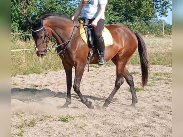 Trottatore Tedesco Giumenta 8 Anni 175 cm Baio in Voerde